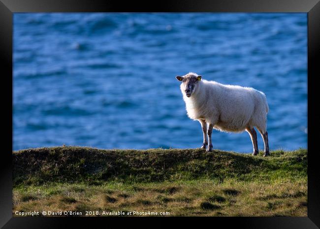 Sheep against the ocean Framed Print by David O'Brien