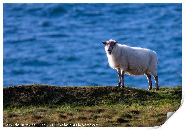 Sheep against the ocean Print by David O'Brien