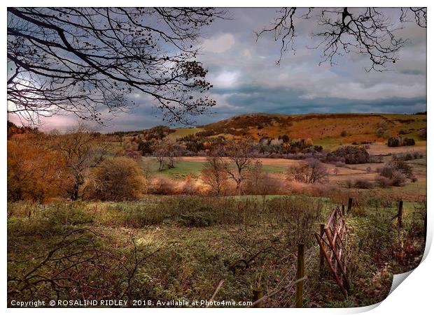 Autumn in Cumbria Print by ROS RIDLEY