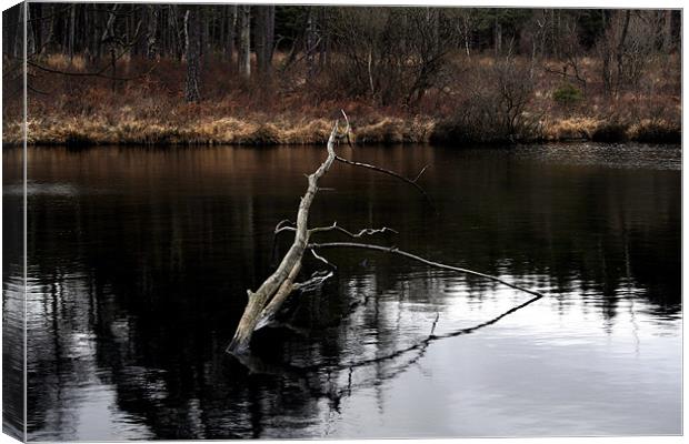 Sticking out Canvas Print by Doug McRae