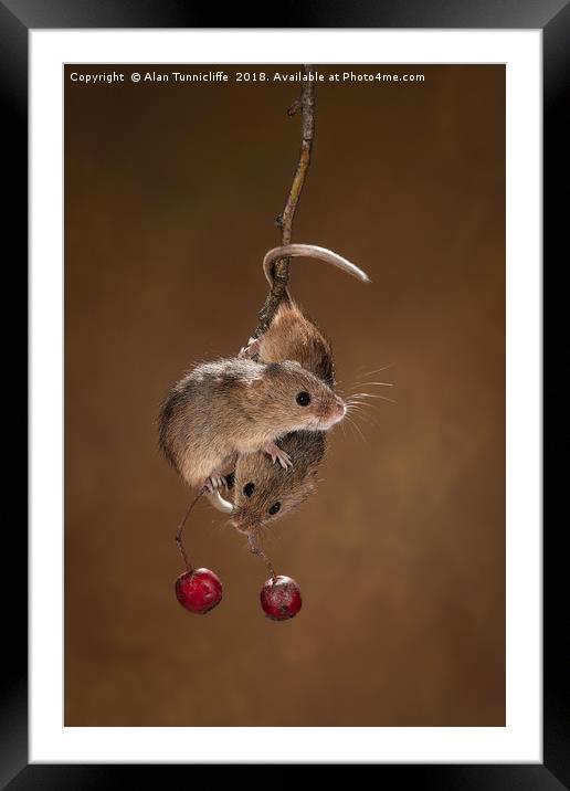 Harvest mice Framed Mounted Print by Alan Tunnicliffe