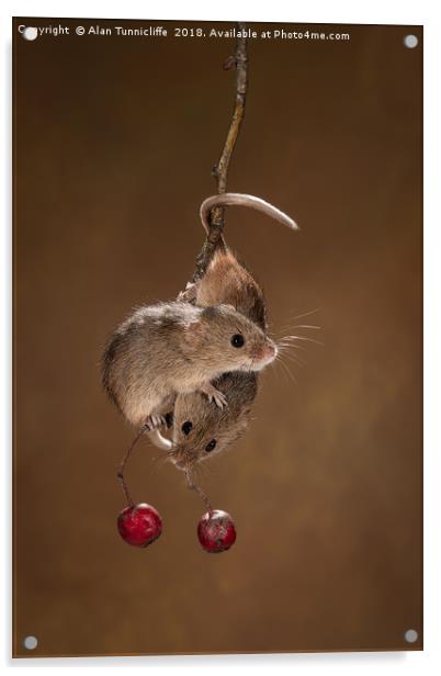Harvest mice Acrylic by Alan Tunnicliffe
