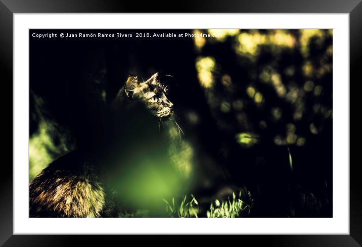 Very cute image of a cat behind the grass Framed Mounted Print by Juan Ramón Ramos Rivero