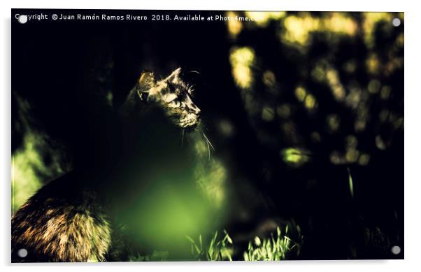 Very cute image of a cat behind the grass Acrylic by Juan Ramón Ramos Rivero