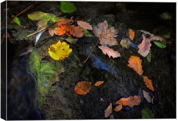 Fallen Autumn leaves Canvas Print by Leighton Collins
