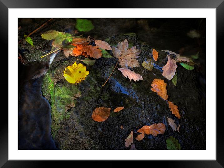 Fallen Autumn leaves Framed Mounted Print by Leighton Collins