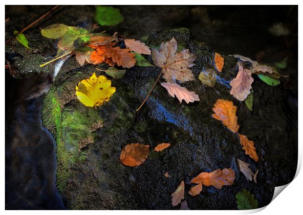 Fallen Autumn leaves Print by Leighton Collins