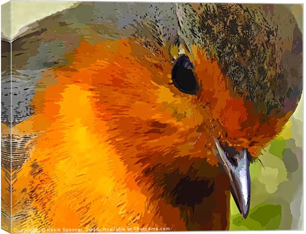 A beautiful close up view of a robin  Canvas Print by Rosie Spooner