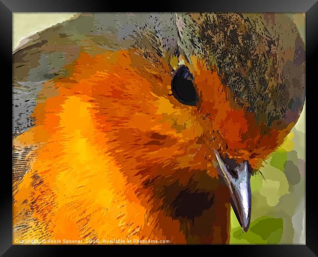 A beautiful close up view of a robin  Framed Print by Rosie Spooner