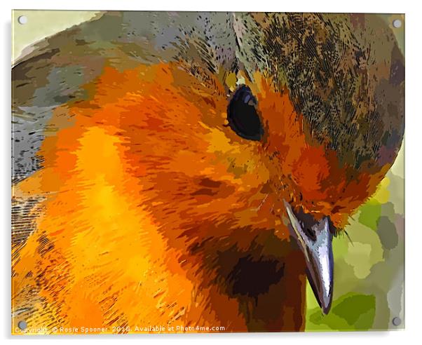 A beautiful close up view of a robin  Acrylic by Rosie Spooner