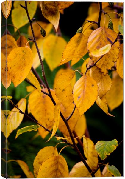 Autumn Leaves Canvas Print by Darren Burroughs