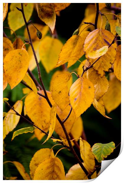 Autumn Leaves Print by Darren Burroughs