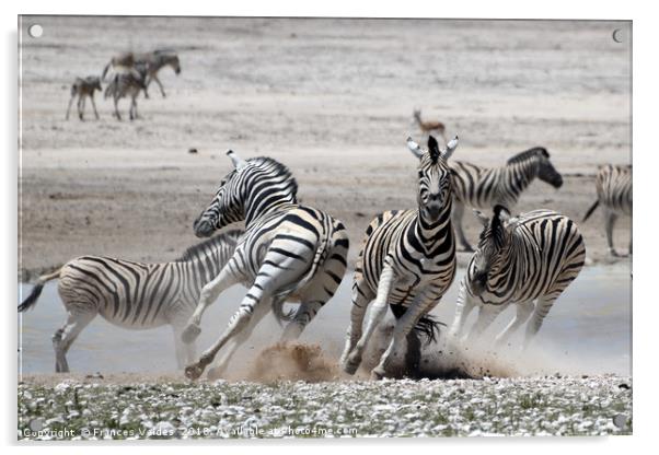 Fleeing Zebras Acrylic by Frances Valdes