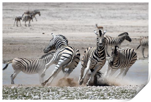 Fleeing Zebras Print by Frances Valdes