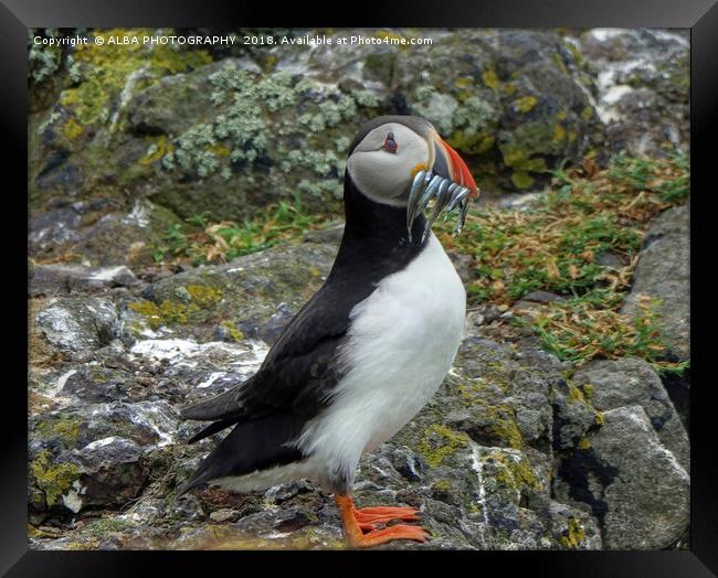 The Atlantic Puffin Framed Print by ALBA PHOTOGRAPHY