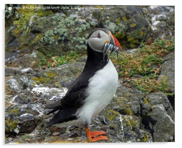 The Atlantic Puffin Acrylic by ALBA PHOTOGRAPHY