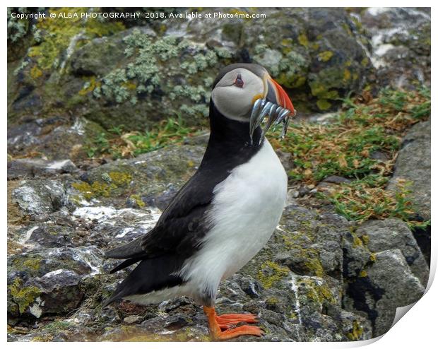 The Atlantic Puffin Print by ALBA PHOTOGRAPHY