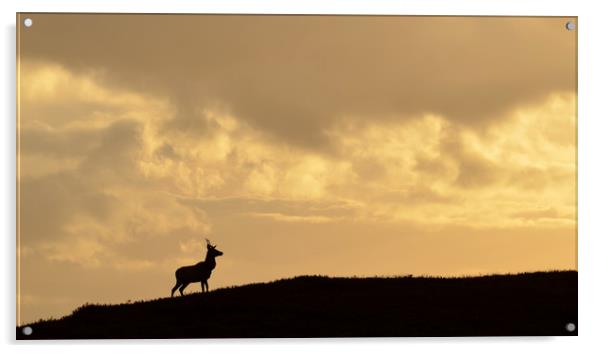 Strathglass Silhouette Acrylic by Macrae Images