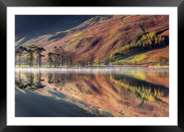 The Buttermere Pines Framed Mounted Print by Paul Andrews