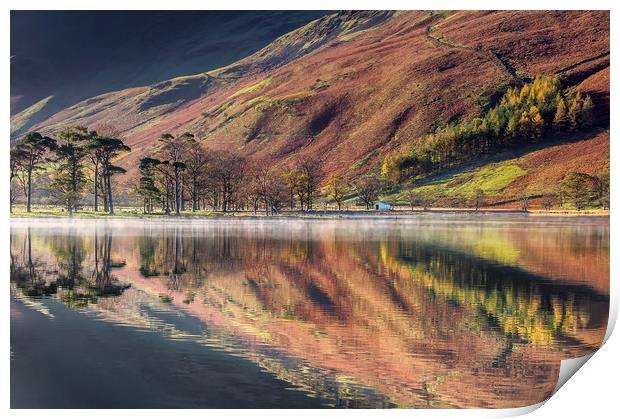 The Buttermere Pines Print by Paul Andrews