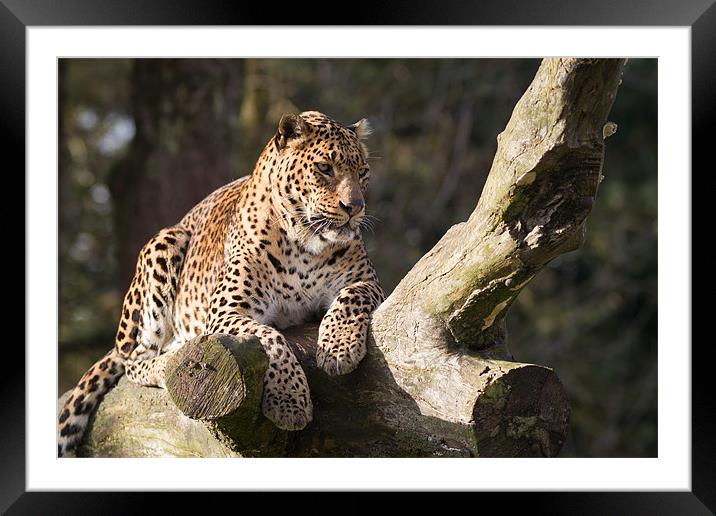 Leopard Life Framed Mounted Print by Simon Wrigglesworth