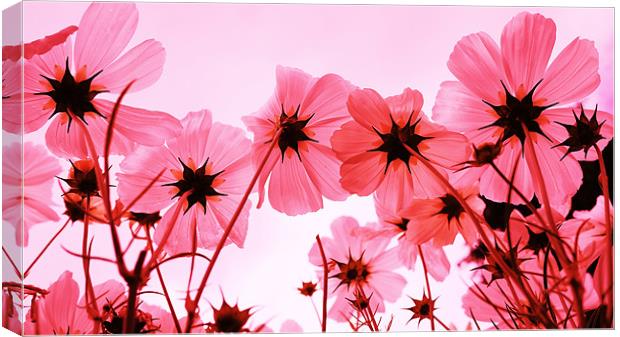 Pink Cosmos Canvas Print by Louise Godwin