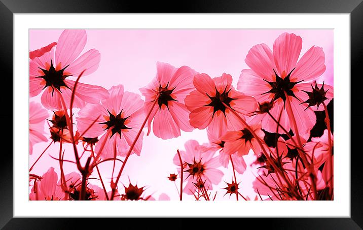 Pink Cosmos Framed Mounted Print by Louise Godwin