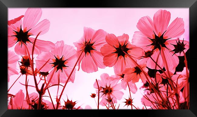 Pink Cosmos Framed Print by Louise Godwin