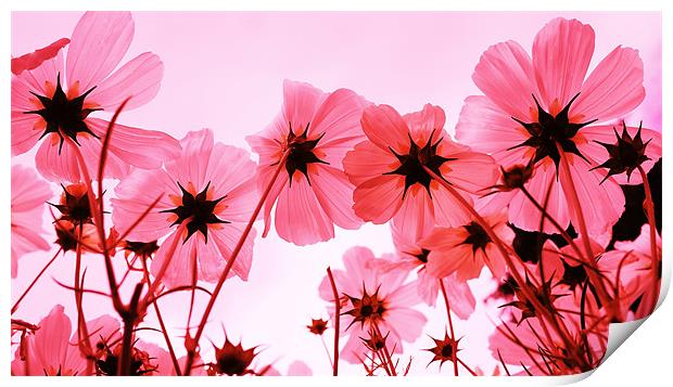 Pink Cosmos Print by Louise Godwin
