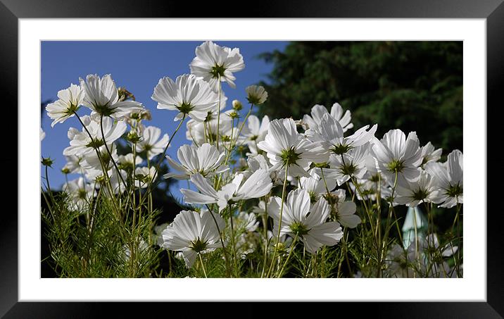 White Cosmos Blue Skies Framed Mounted Print by Louise Godwin