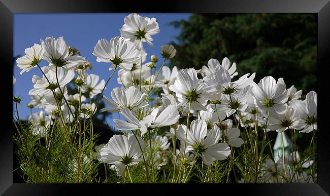 White Cosmos Blue Skies Framed Print by Louise Godwin