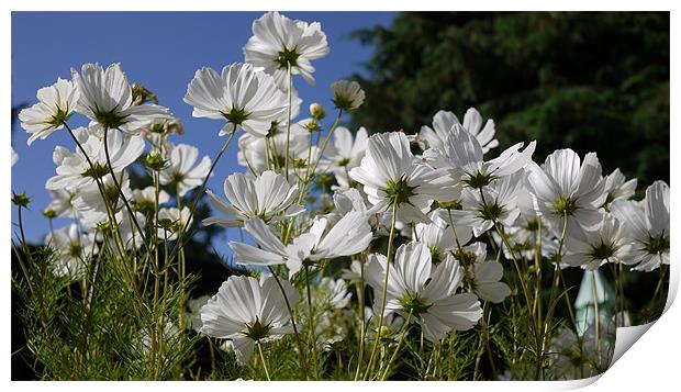 White Cosmos Blue Skies Print by Louise Godwin