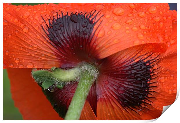 Poppy Print by Pete Hemington