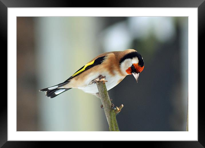 Goldfinch Framed Mounted Print by Darrin Collett