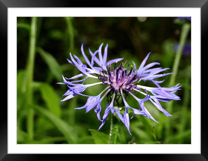 Starburst Framed Mounted Print by Oxon Images