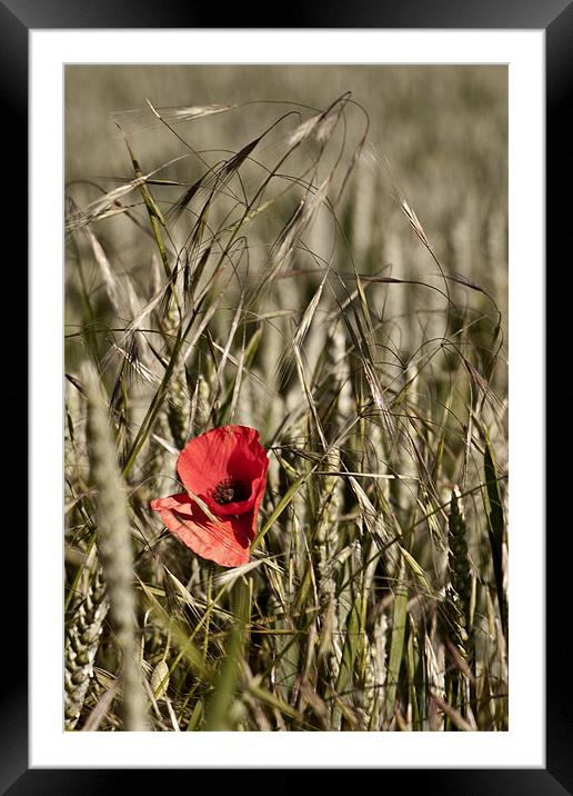 Poppy in Barley Framed Mounted Print by Dave Livsey