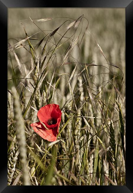 Poppy in Barley Framed Print by Dave Livsey