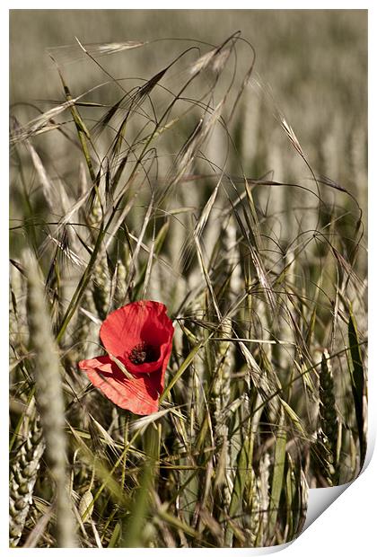 Poppy in Barley Print by Dave Livsey