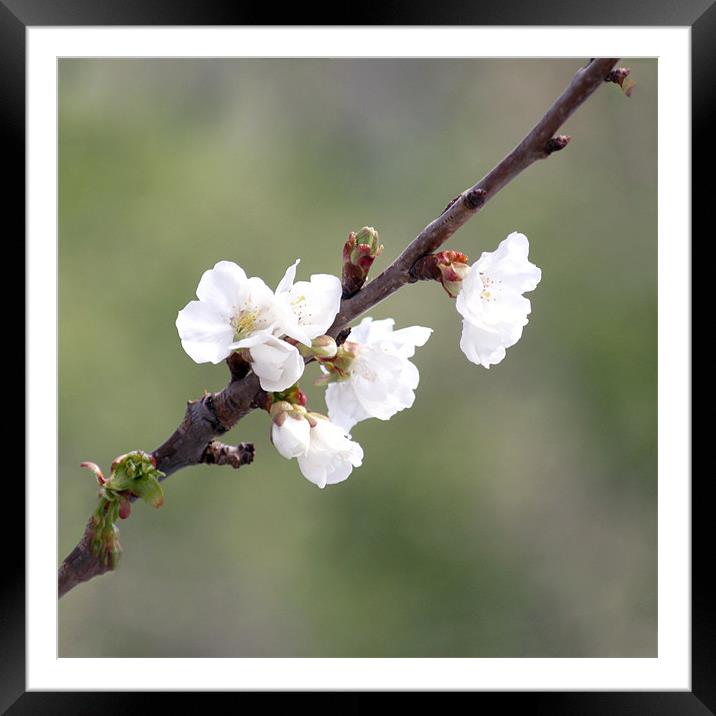 Cherry Blossom Framed Mounted Print by Dave Livsey