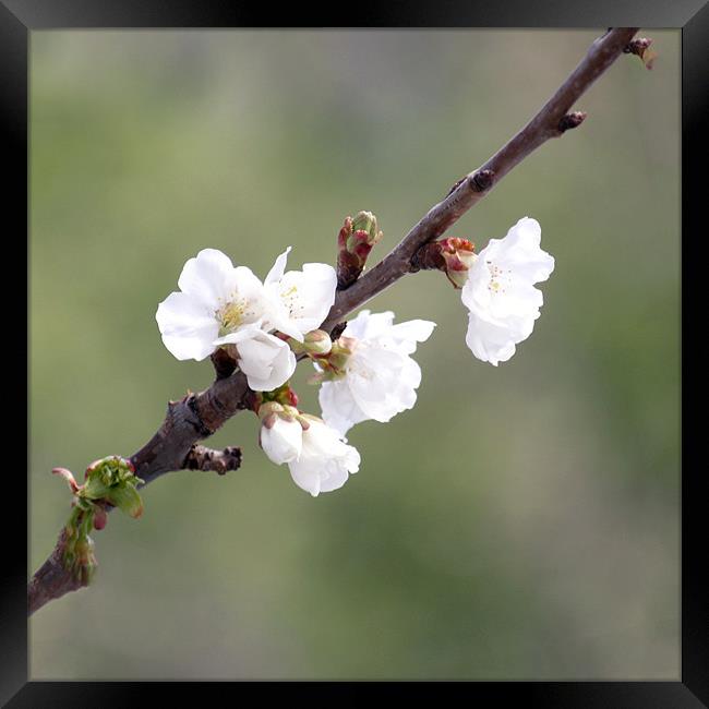 Cherry Blossom Framed Print by Dave Livsey