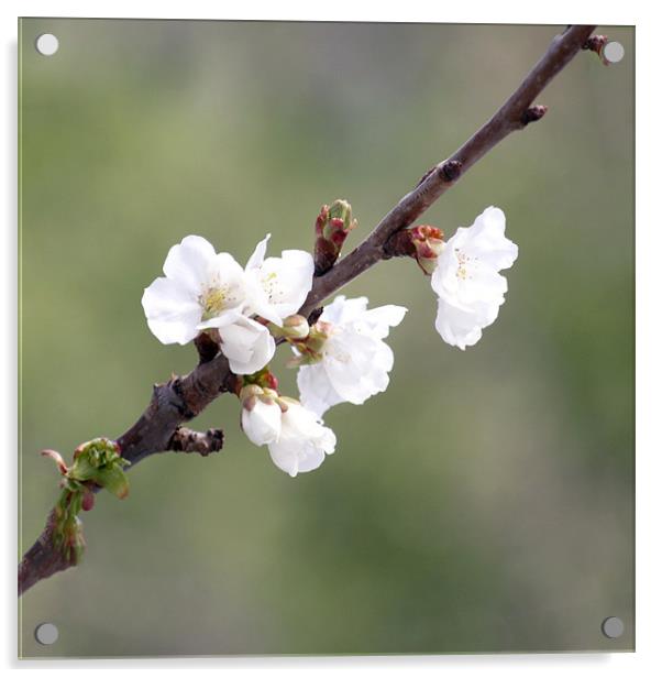 Cherry Blossom Acrylic by Dave Livsey