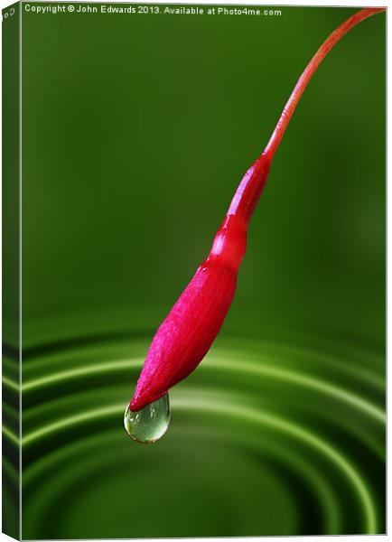 Fuchsia bud and droplet Canvas Print by John Edwards