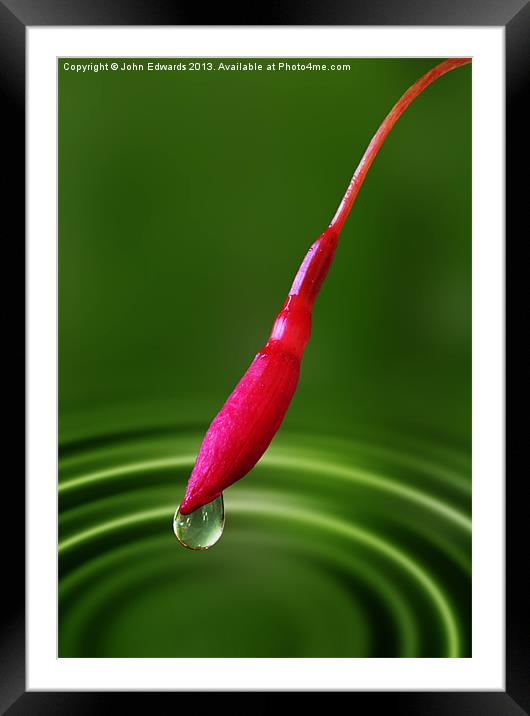 Fuchsia bud and droplet Framed Mounted Print by John Edwards