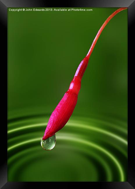 Fuchsia bud and droplet Framed Print by John Edwards