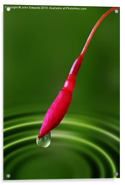 Fuchsia bud and droplet Acrylic by John Edwards
