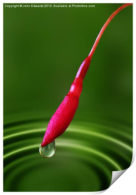 Fuchsia bud and droplet Print by John Edwards