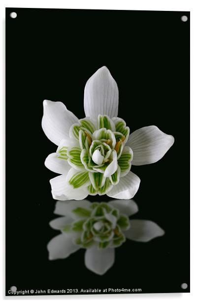 Galanthus nivalis Flore Pleno Acrylic by John Edwards