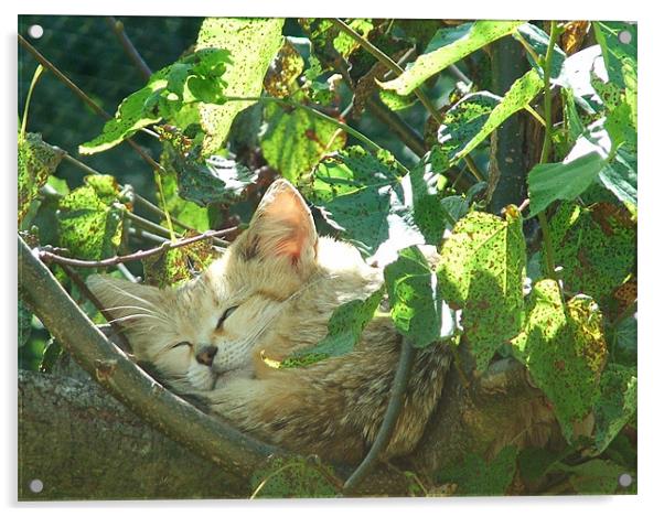 Cat nap Acrylic by Hannah Scriven