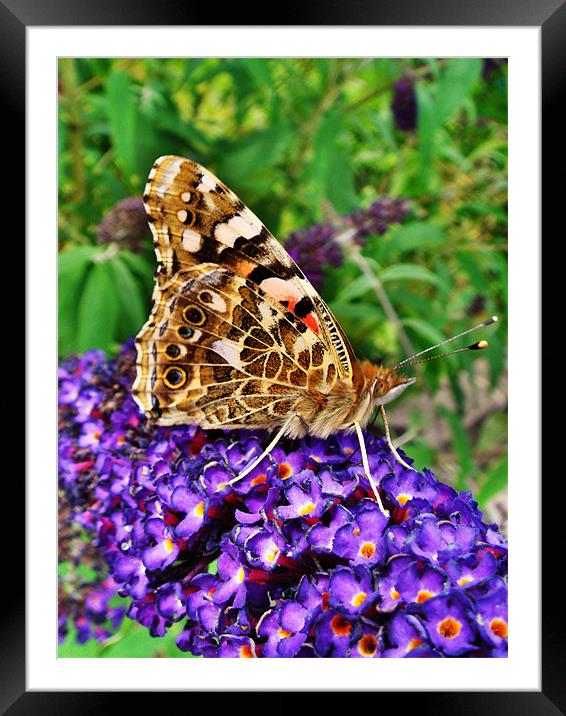 Painted Lady Framed Mounted Print by Sandi-Cockayne ADPS