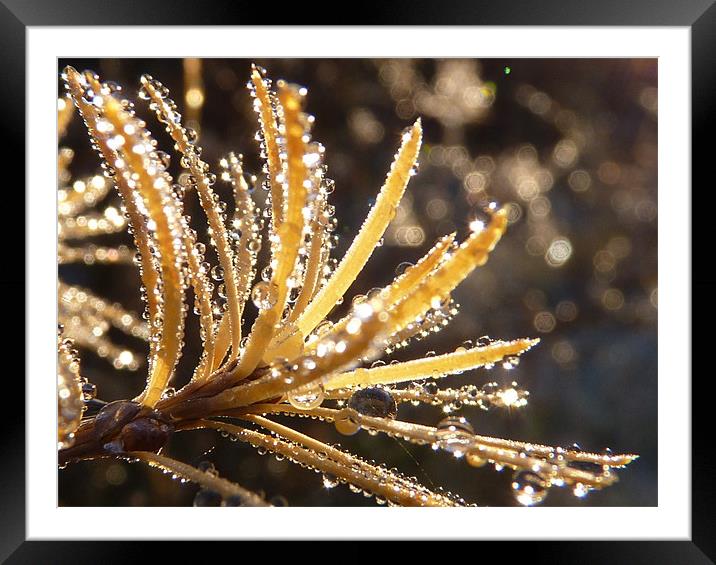 Nature Sparkles Framed Mounted Print by Hannah Scriven